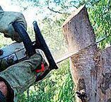 Best Hazardous Tree Removal  in Denton, MD
