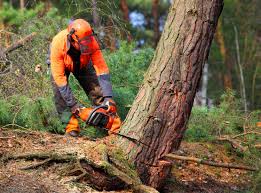 Professional Tree Removal in Denton, MD