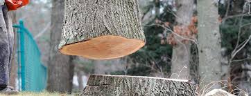 Best Tree Cabling and Bracing  in Denton, MD