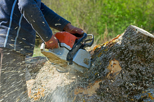 Best Tree Trimming and Pruning  in Denton, MD